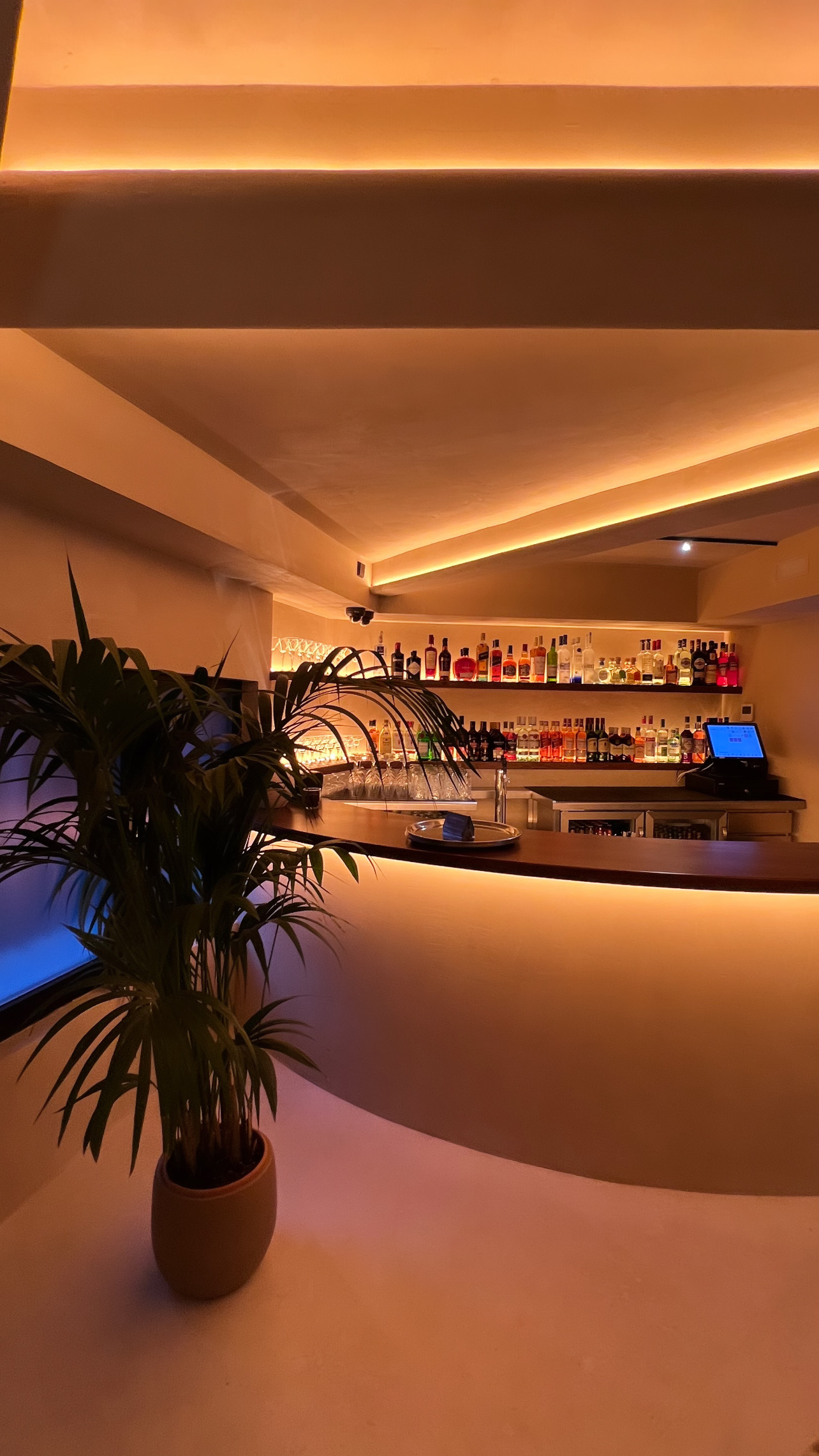 Curved bar with light beneath the counter, bottle shelves and a palm in the foreground